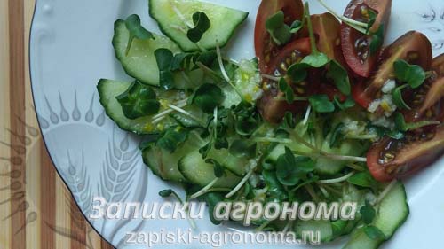 Микрозелень дайкон салат микрогрин овощи салат