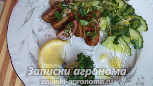 Лёгкий салат с овощами и микрозеленью