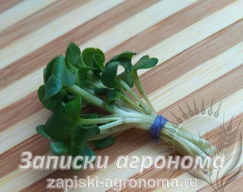Микрозелень дайкон салат микрогрин овощной салат