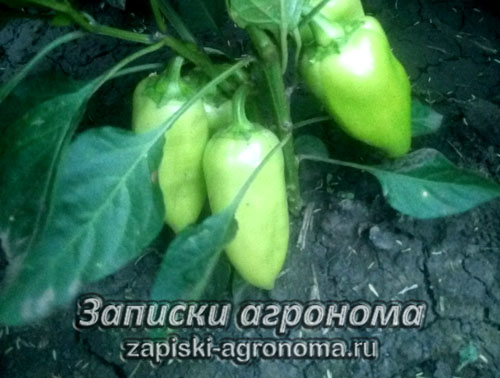 Как выращивать перец