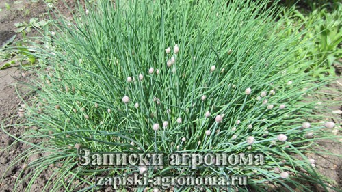 Шнитт-лук съедобное растение