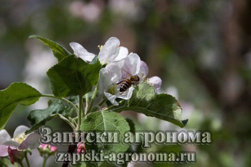 Пчела на цветке яблони