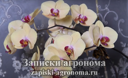 Красивые цветы орхидеи