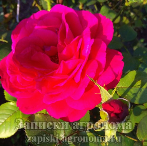 Как правильно ухаживать за розами в саду