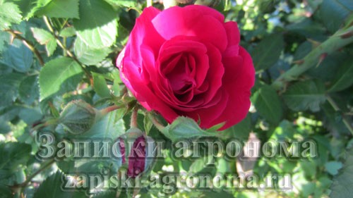 Бутон плетистой розы