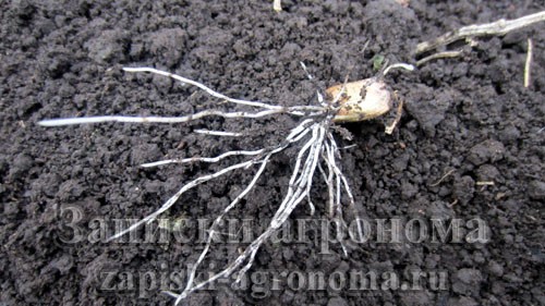 Как посадить чеснок осенью под зиму развитие корневой системы через месяц
