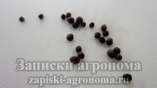 Семена микрозелени капусты