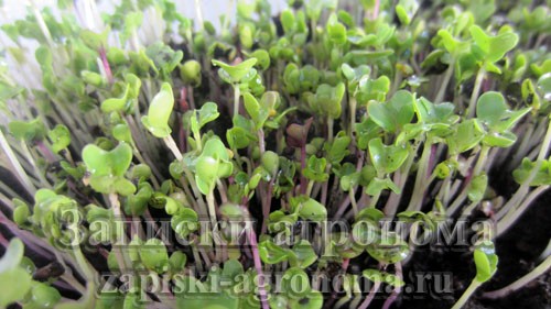 Как вырастить микрозелень капусты кольраби на подоконнике