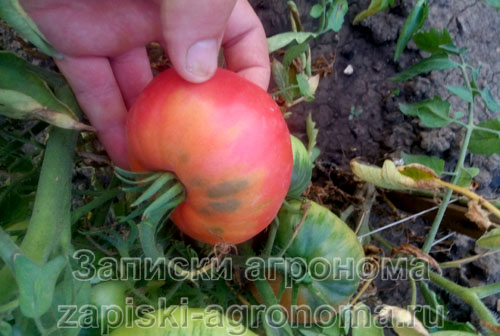 Сроки посева рассады помидоров для теплицы 2022