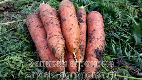 Крупные корнеплоды моркови