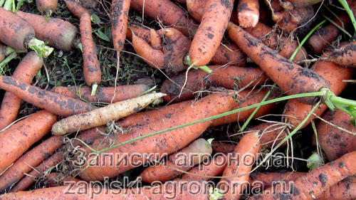Корнеплоды моркови