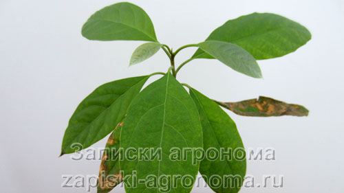 Развитие листьев авокадо