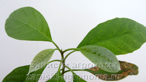 Как развиваются листья авокадо