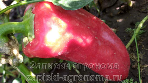 Болгарский перец красного цвета