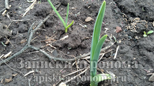 Как посадить чеснок осенью под зиму и внести удобрения весной