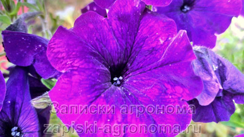Фиолетовый цветок петунии