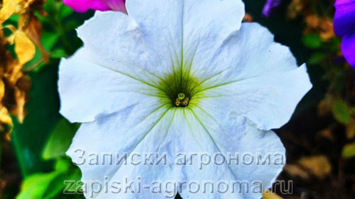 Белый цветок петунии