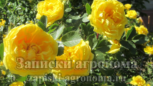 Жёлтая плетистая роза