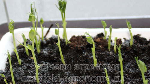 Проросшие семена микрозелени гороха