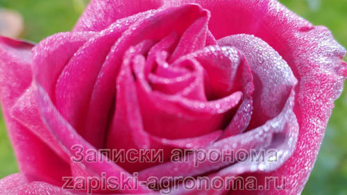Цветок розы