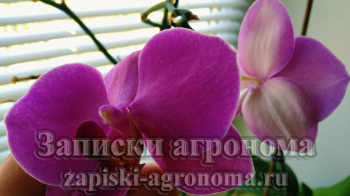 Фаленопсис фиолетовый