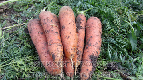 Здоровые и крепкие корнеплоды моркови