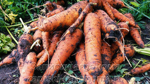 Урожай моркови