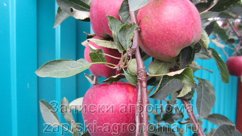 Сбор и хранение яблок