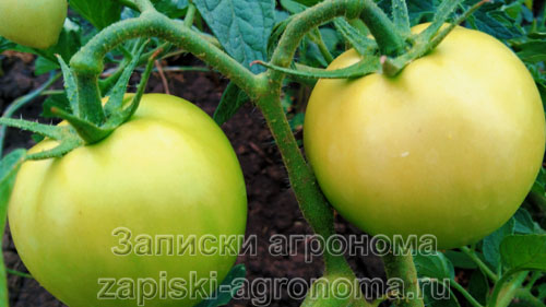 Плоды зелёных помидоров