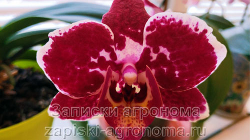 Красивый цветок орхидеи