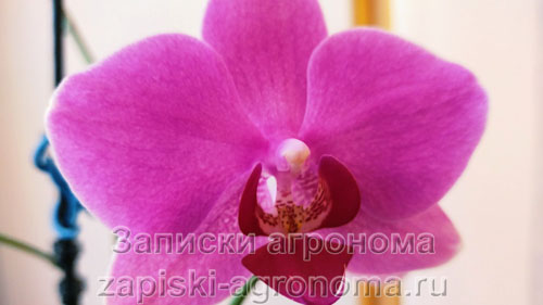 Цветок орхидеи пурпурного цвета