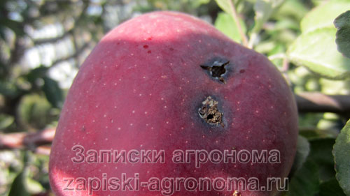 Сбор и хранение яблок, внимательно осматривайте каждый плод