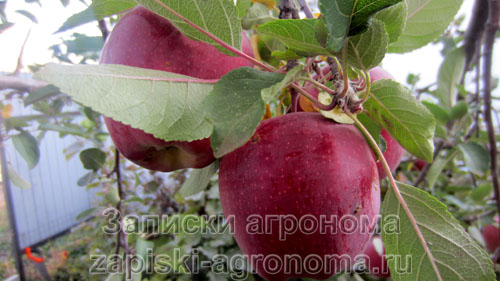 Плоды зимних сортов яблонь