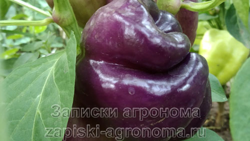 Плод болгарского перца