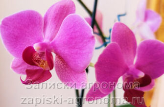 Два красивых цветка орхидеи