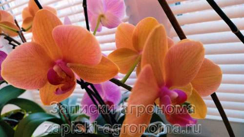 Как поливать орхидеи после пересадки в другой горшок в домашних условиях