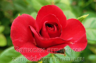 Распускающаяся красная роза