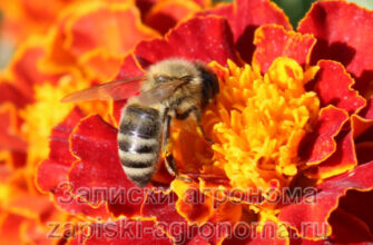 пчела на цветке бархотки