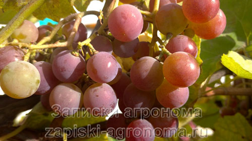 Сорт винограда Лидия