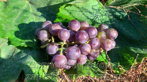 Работы с виноградом весной обработка от вредителей