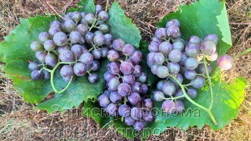 Крупные грозди винограда