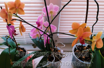 Украшение интерьера орхидеями
