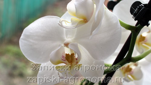 Красивый белый цветок орхидеи