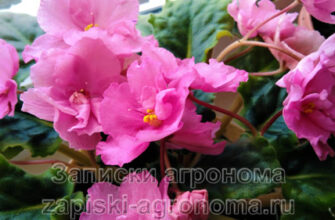 Розовые цветки фиалки