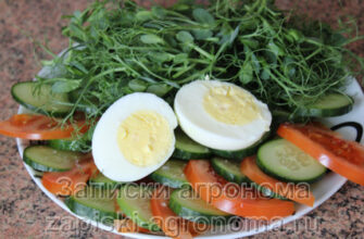 Варёные яйца овощи и микрозелень