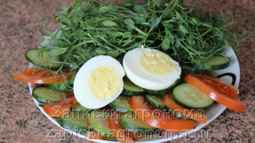 Варёные яйца овощи и микрозелень