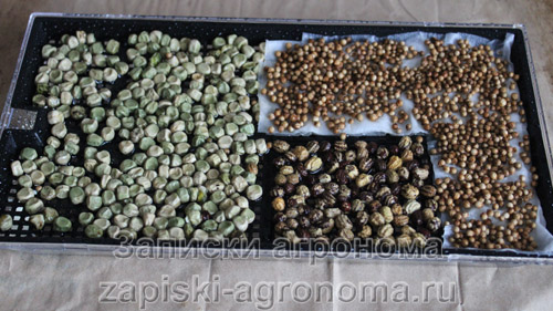 Разновидность микрозелени в лотке для выращивания микрозелени