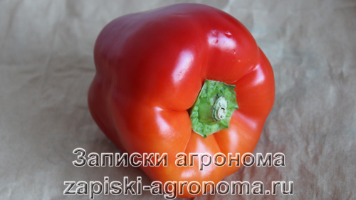 Купленный плод болгарского перца