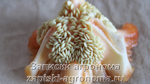 Семена болгарского перца