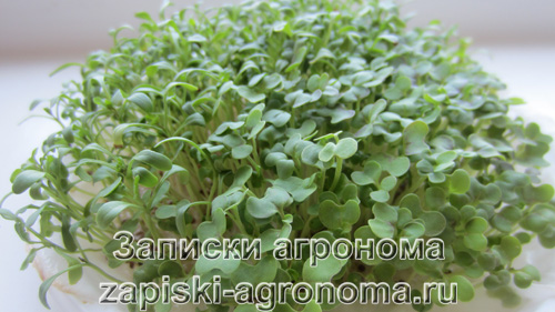 Польза микрозелени для организма человека кресс-салат